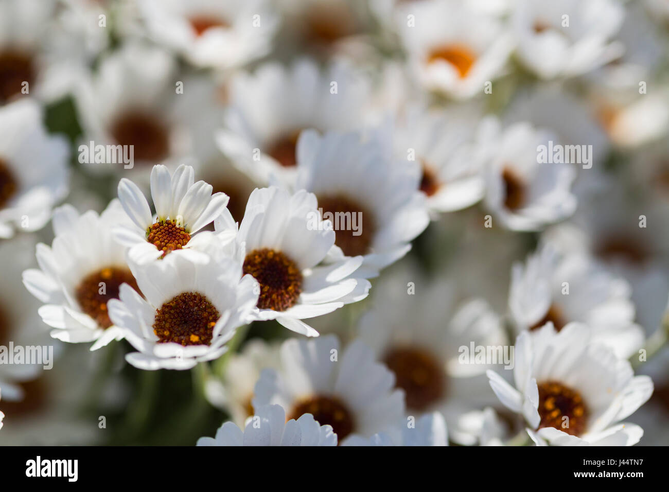 Masses of Flowering Moroccan Daisy Stock Photo