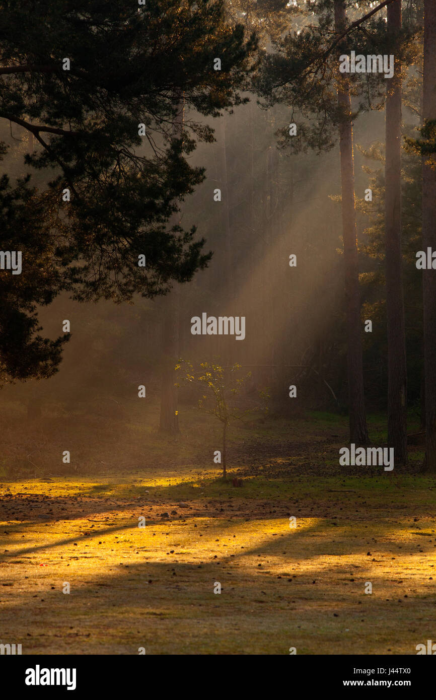 Early morning mist and sunbeams in a pine forest clearing with young sapling centre Stock Photo