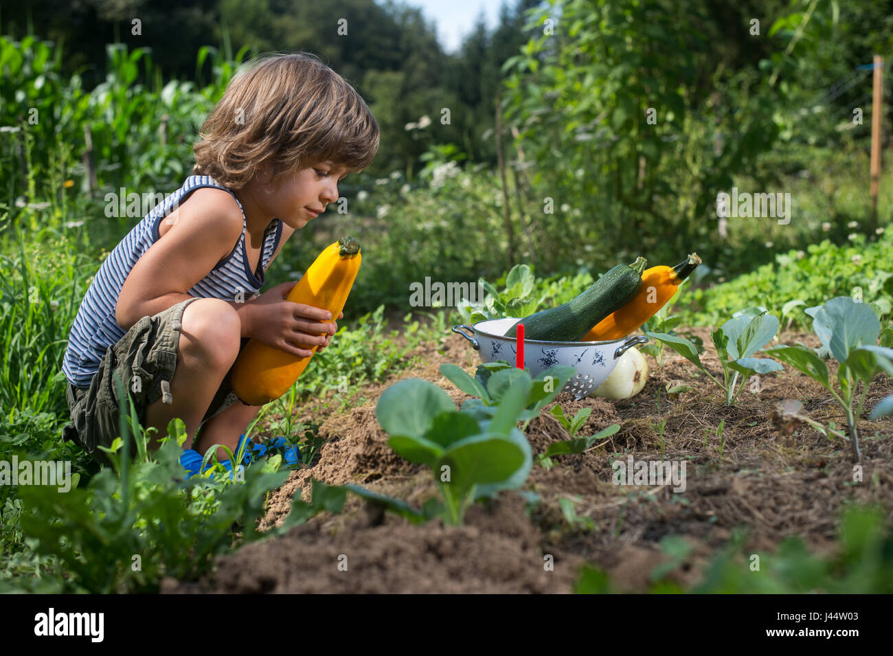 Cute little boy picking zucchinis in a garden. Homegrown natural food. Stock Photo