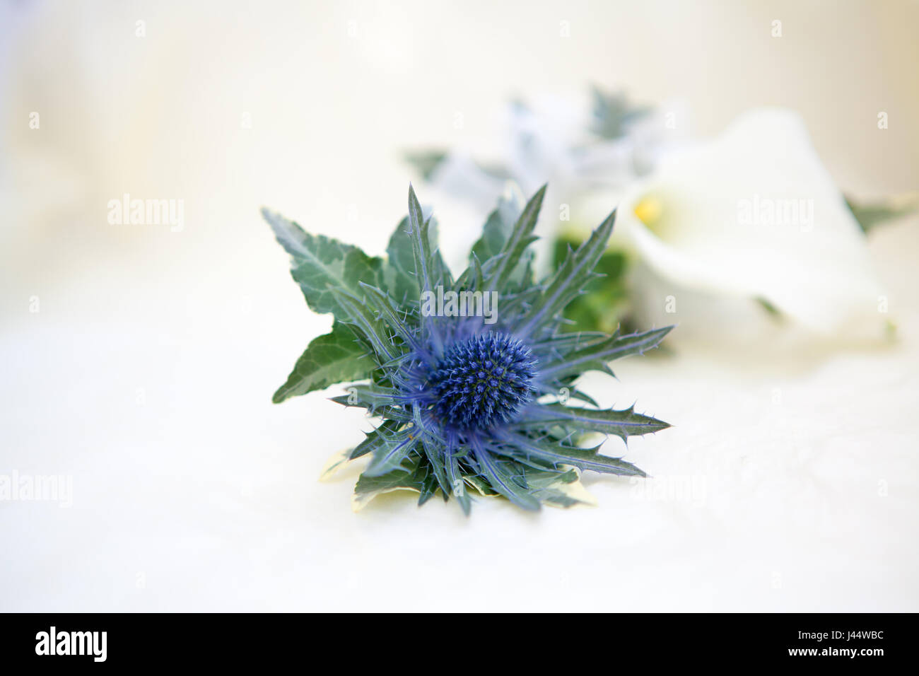 Thistle buttonhole flower for the groom with flower in the background Stock Photo