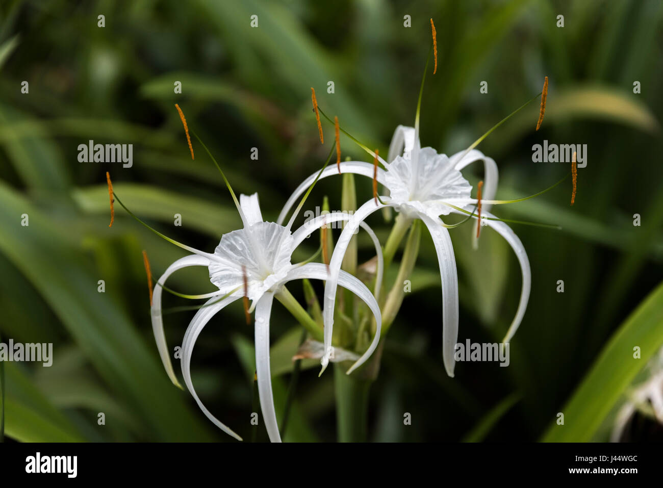 White Spider lily in Coorg, Karnataka, India Stock Photo