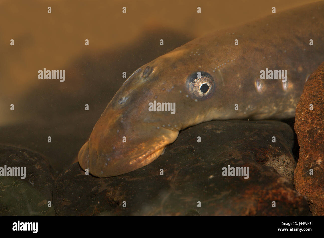 portrait of an adult female river lamprey Stock Photo