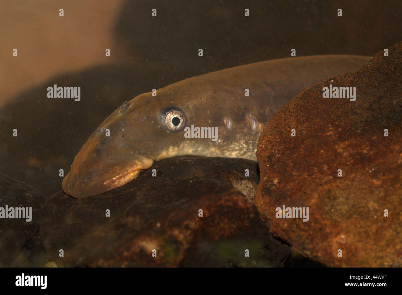 portrait of an adult female river lamprey Stock Photo