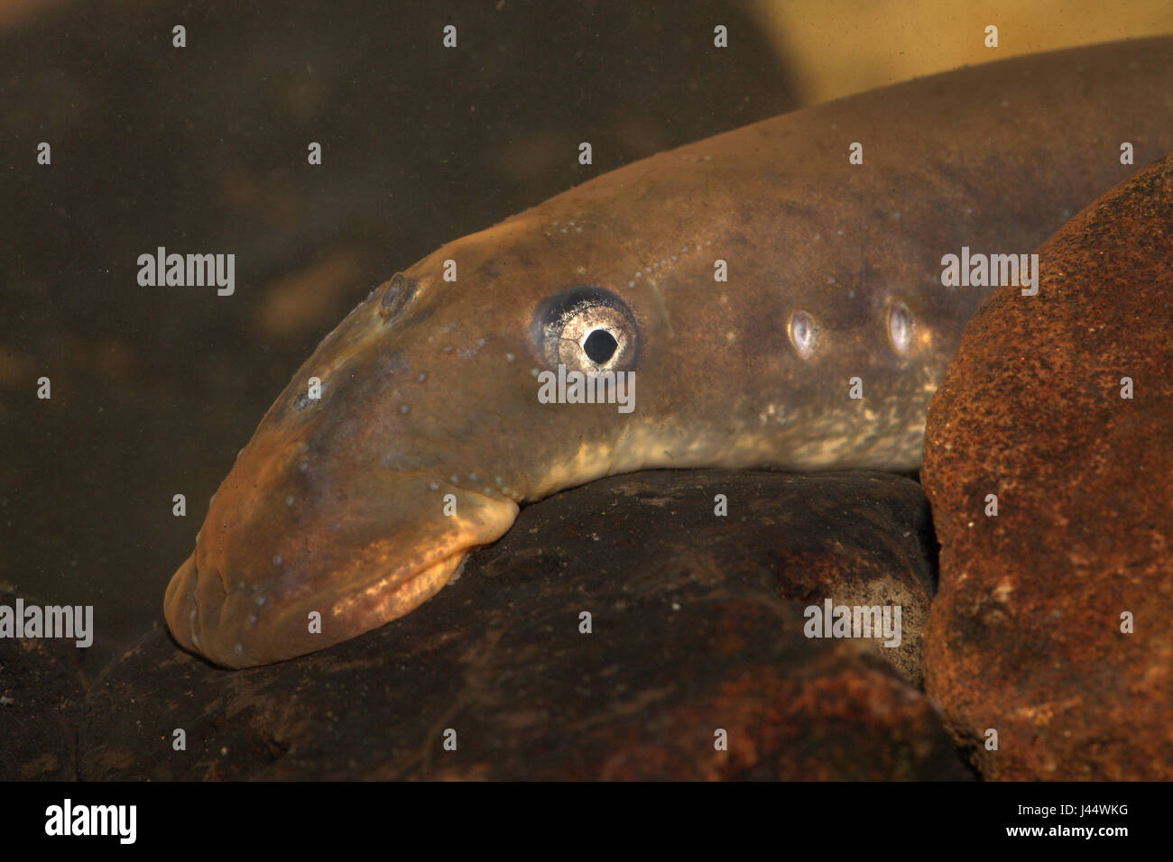 portrait of an adult female river lamprey Stock Photo