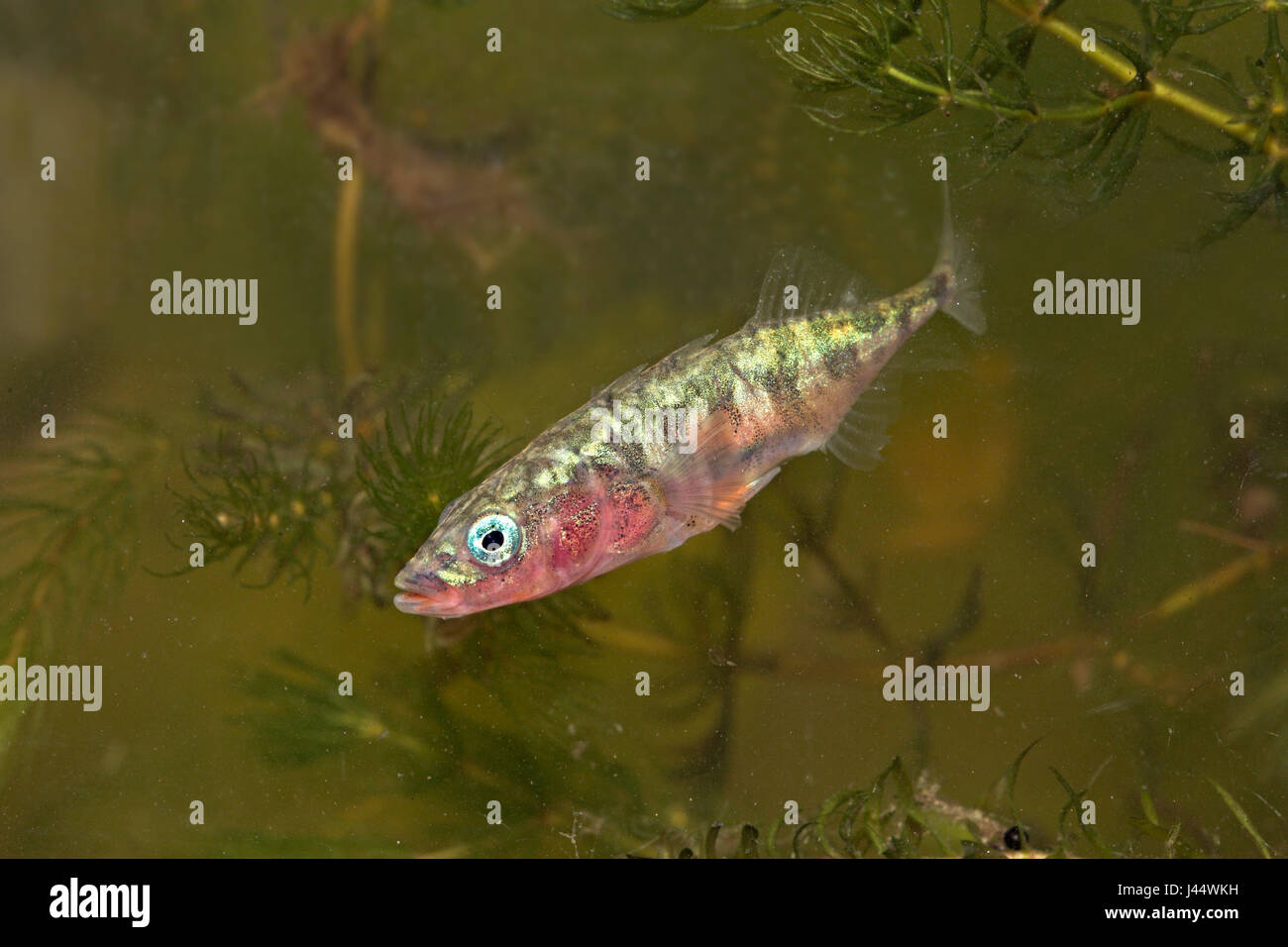 male 3-Spined Stickleback swimming between waterplants Stock Photo