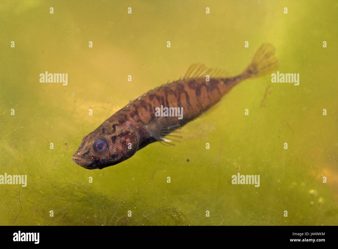 male tenspined stickleback in mating season against green background Stock Photo