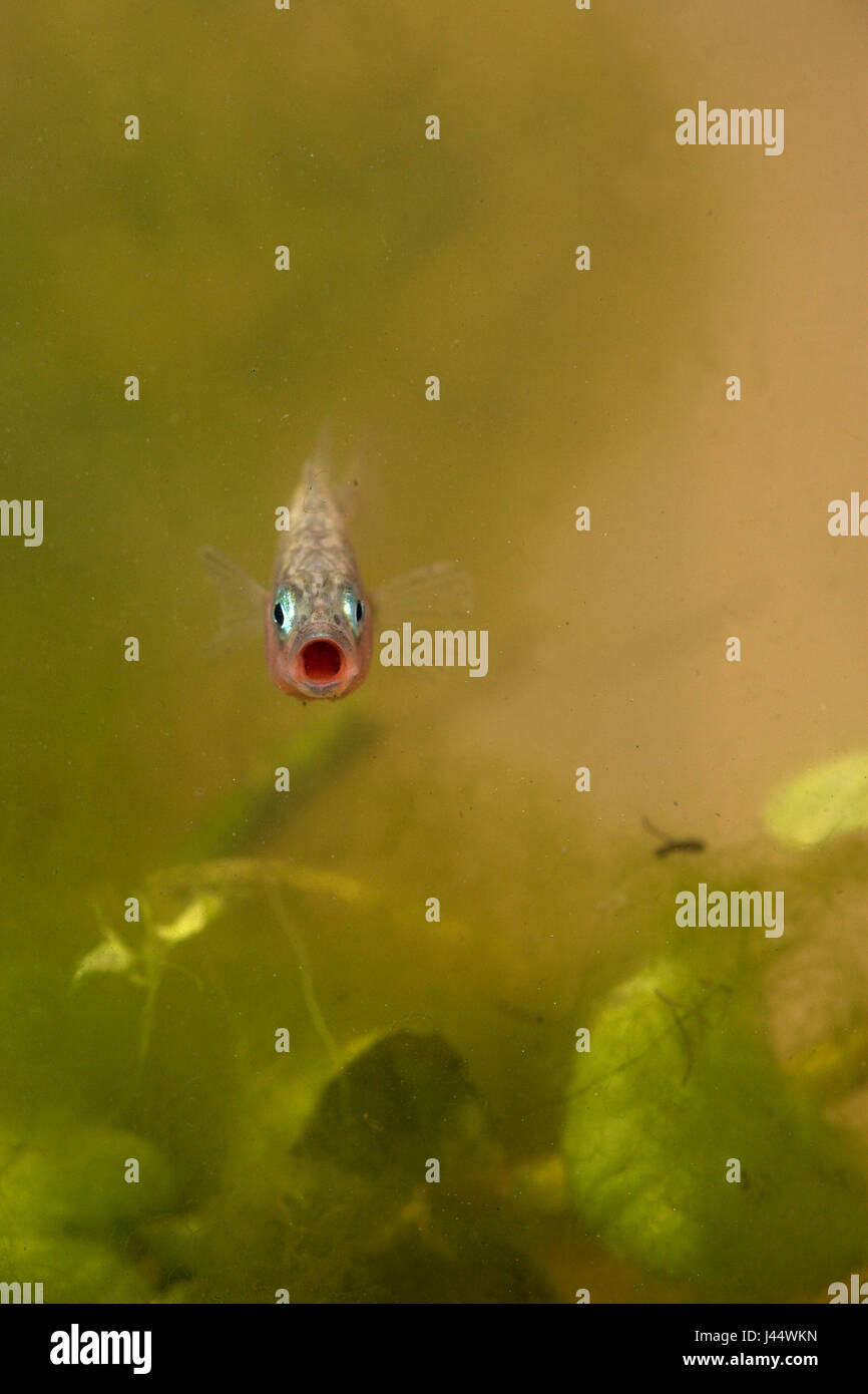 vertical picture of a male 3-Spined Stickleback in mating season Stock Photo