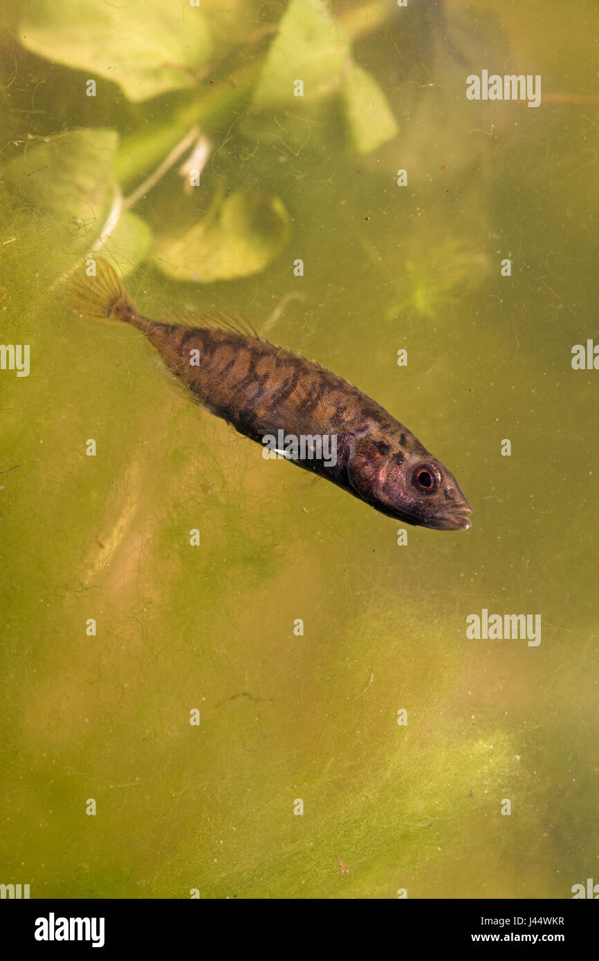 male tenspined stickleback in mating season against green background Stock Photo
