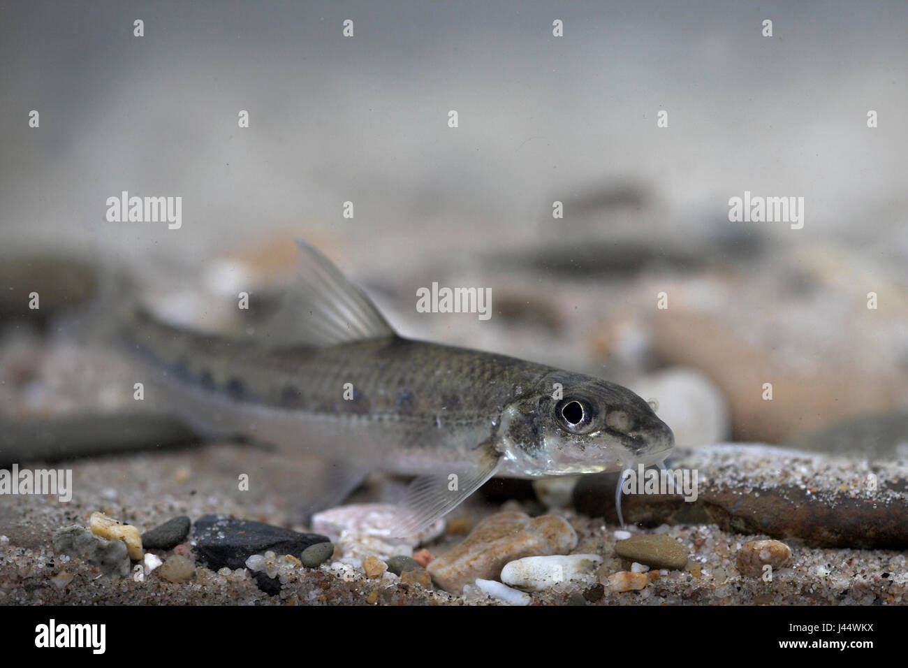 photo of a white-finned gudgeon on the river bottom Stock Photo