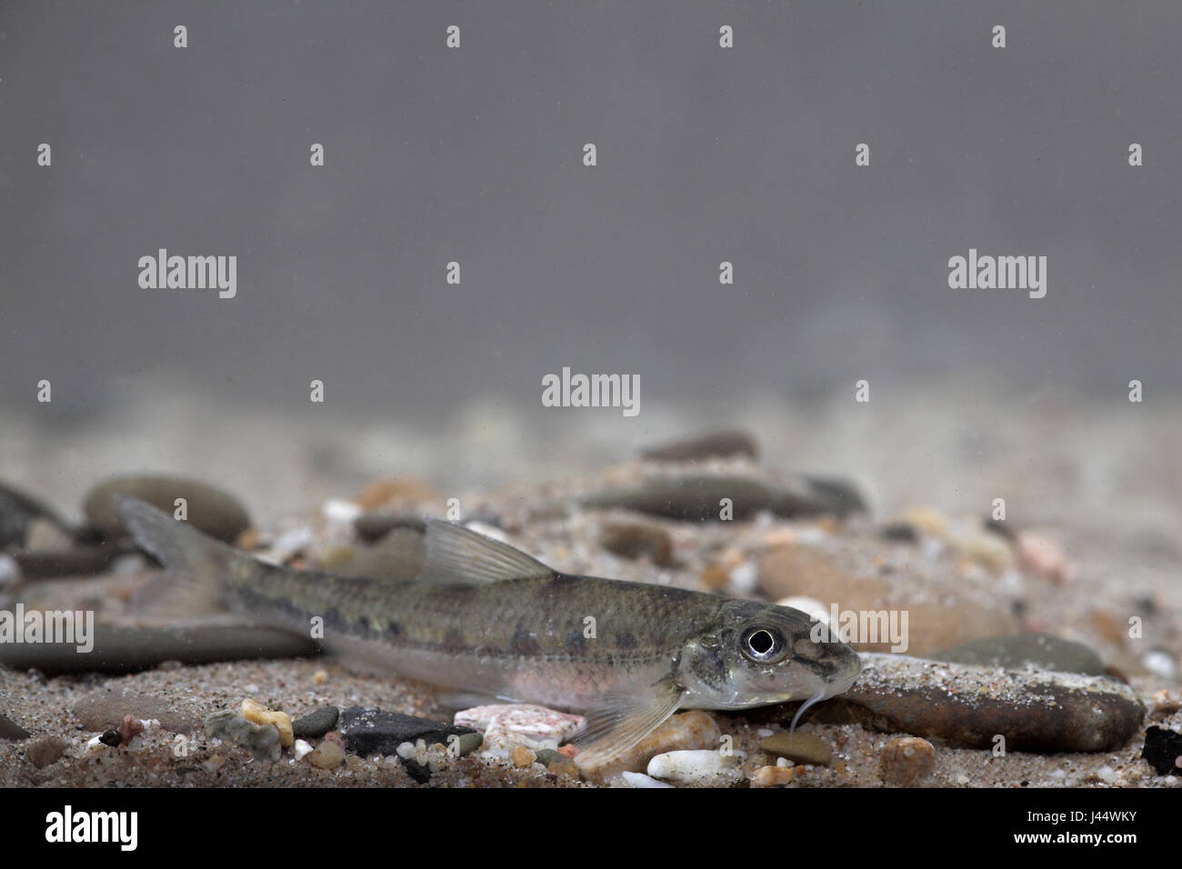 photo of a white-finned gudgeon on the river bottom Stock Photo