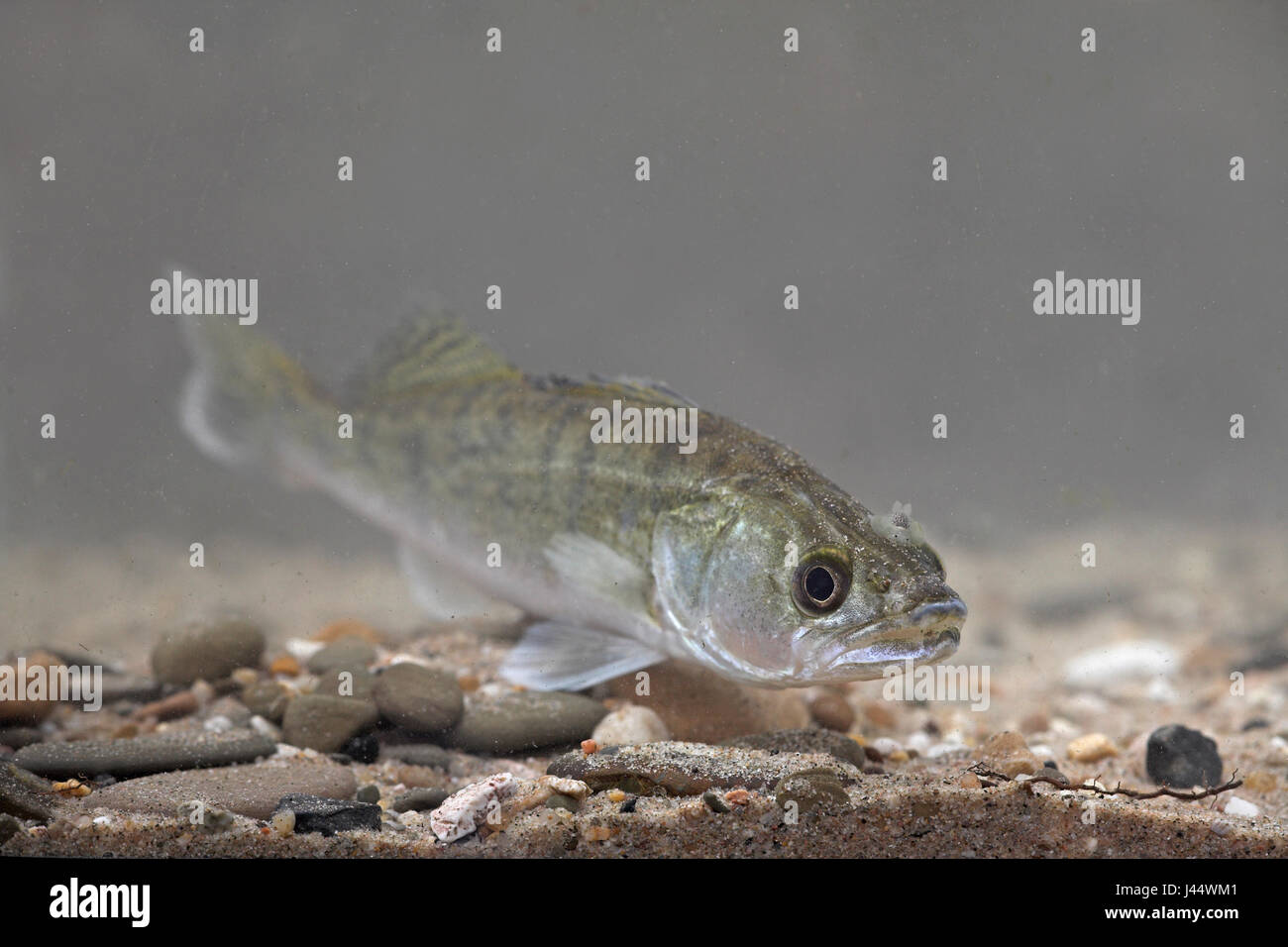 pike perch with a parasitic fish louse on its head Stock Photo
