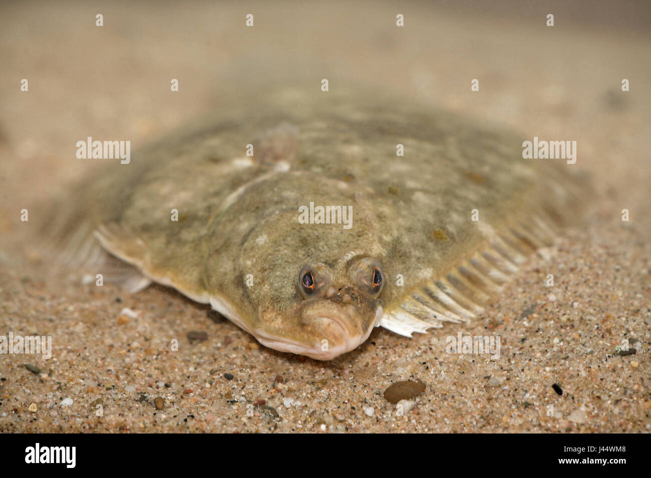 frontal picture of a flounder on sand Stock Photo