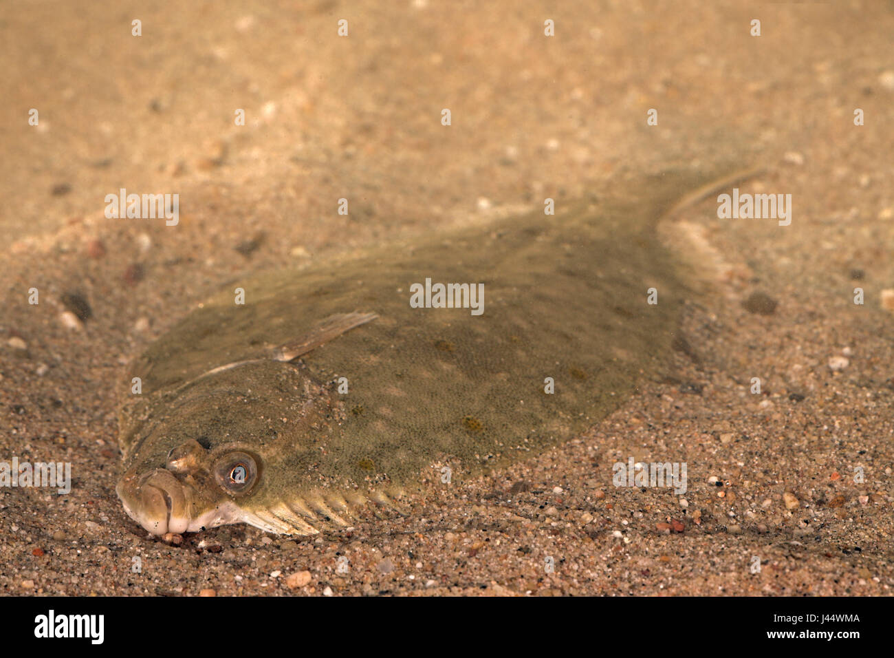 a camouflaged flounder on sand Stock Photo