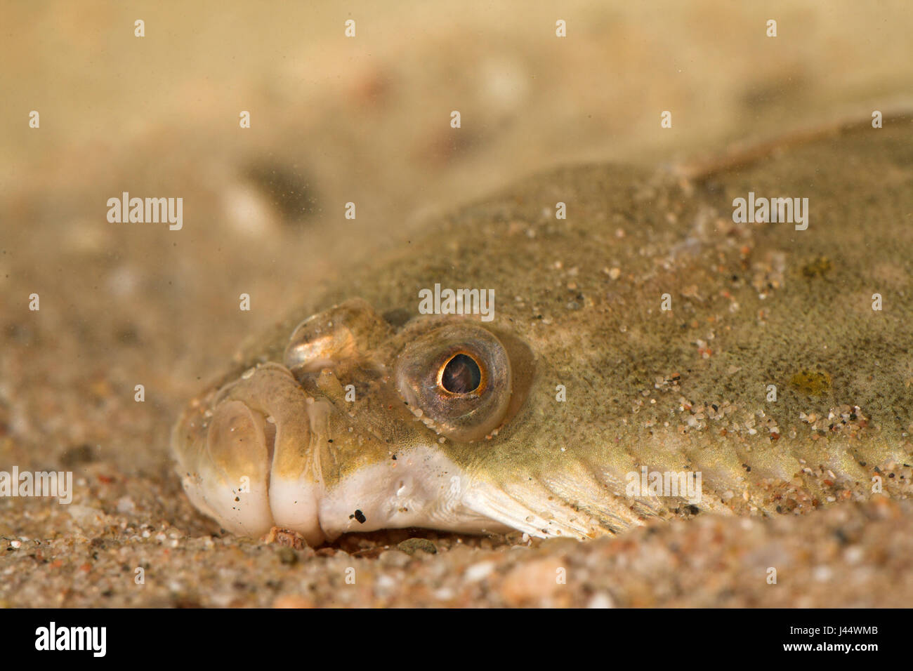 portrait of a flounder Stock Photo