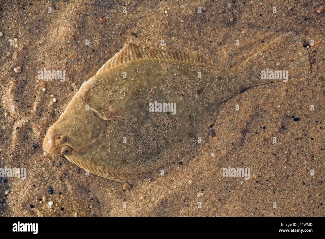 Flounder hires stock photography and images Alamy