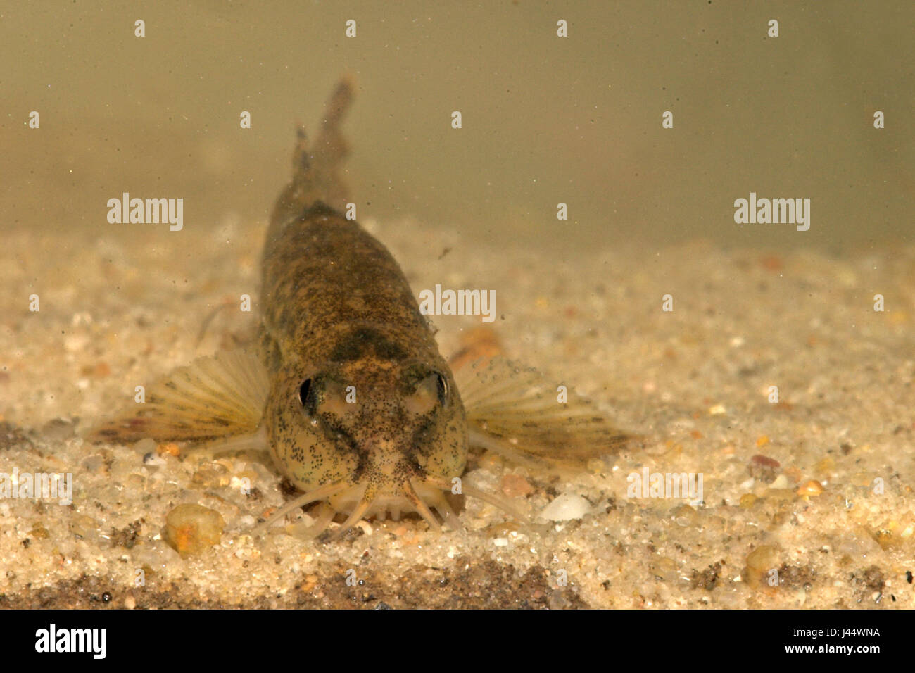 young stone loach above sand frontal Stock Photo