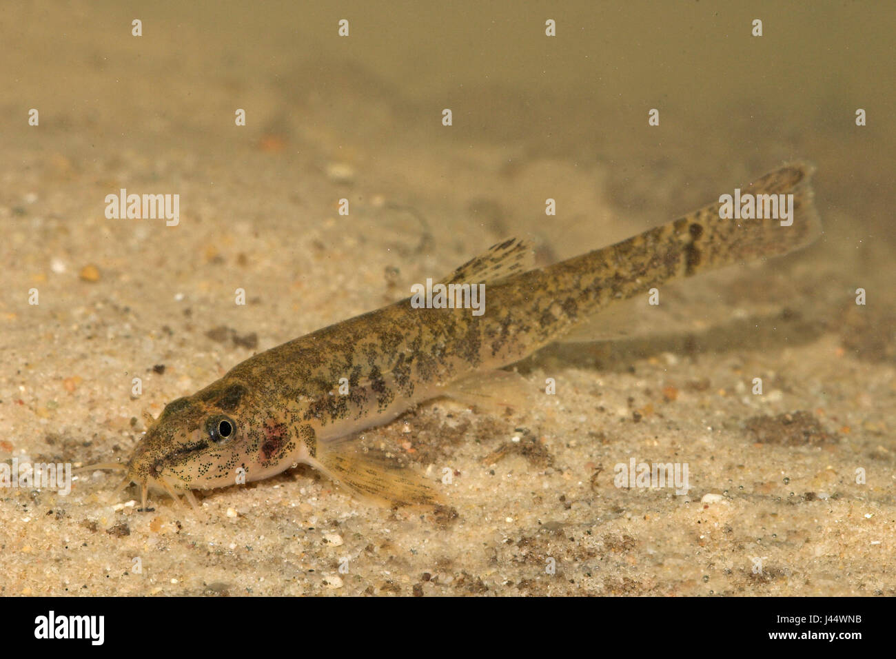 young stone loach on sand Stock Photo