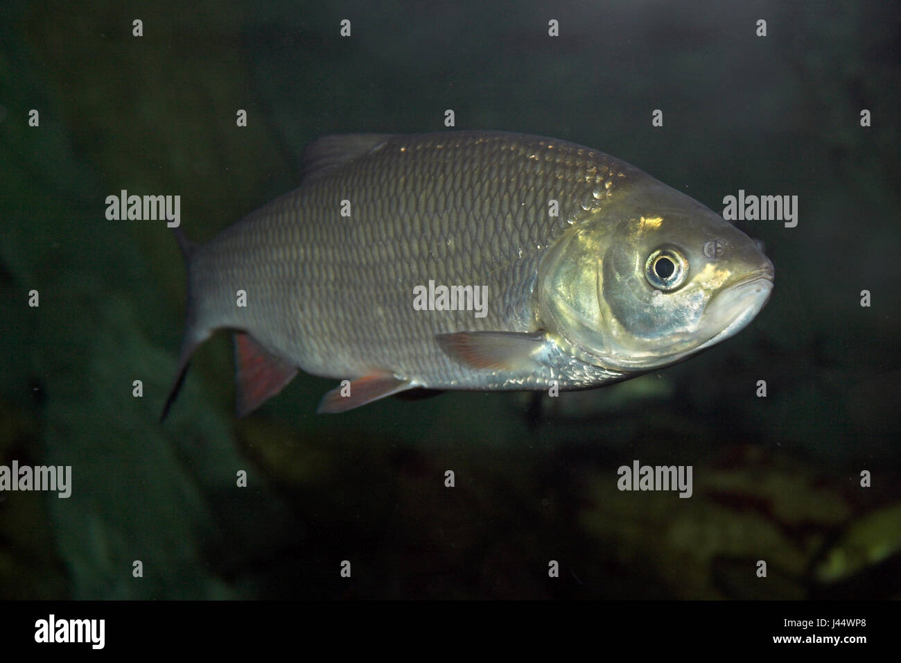 Ide fish hi-res stock photography and images - Alamy
