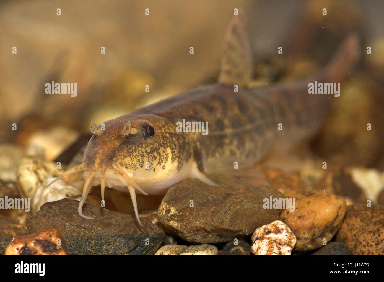 adult stone loach in a stream on stones Stock Photo