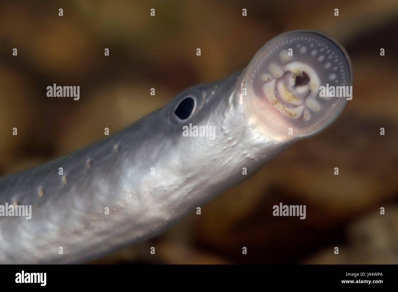 lamprey-lampetra-fluviatilis-hi-res-stock-photography-and-images-alamy