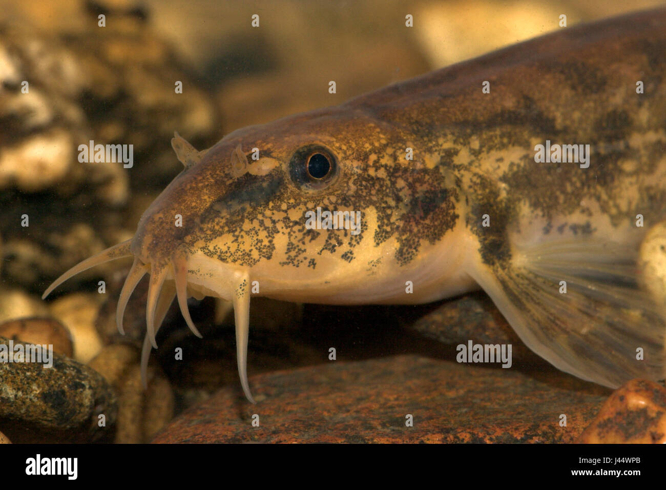 portrait of an adult stone loach Stock Photo