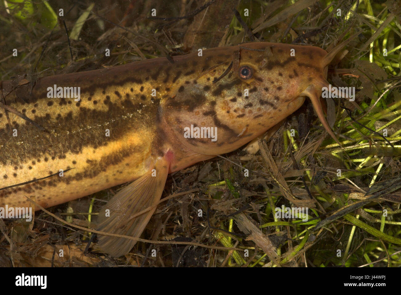 wheaterfish between dense water vegetation Stock Photo