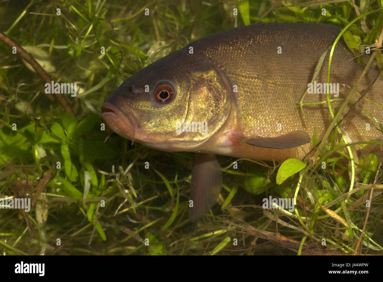 tench swims out of the dense water vegetation Stock Photo