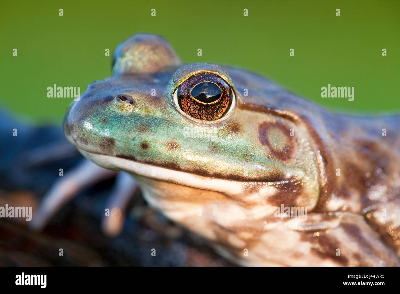 portret of a North American Bullfrog Stock Photo