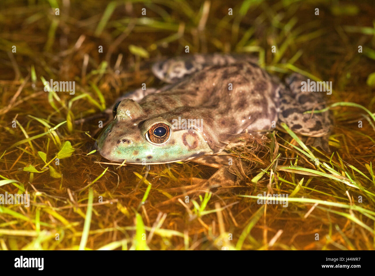 Photo of a North American Bullfrog sitting in a shallow rainpond on grass Stock Photo