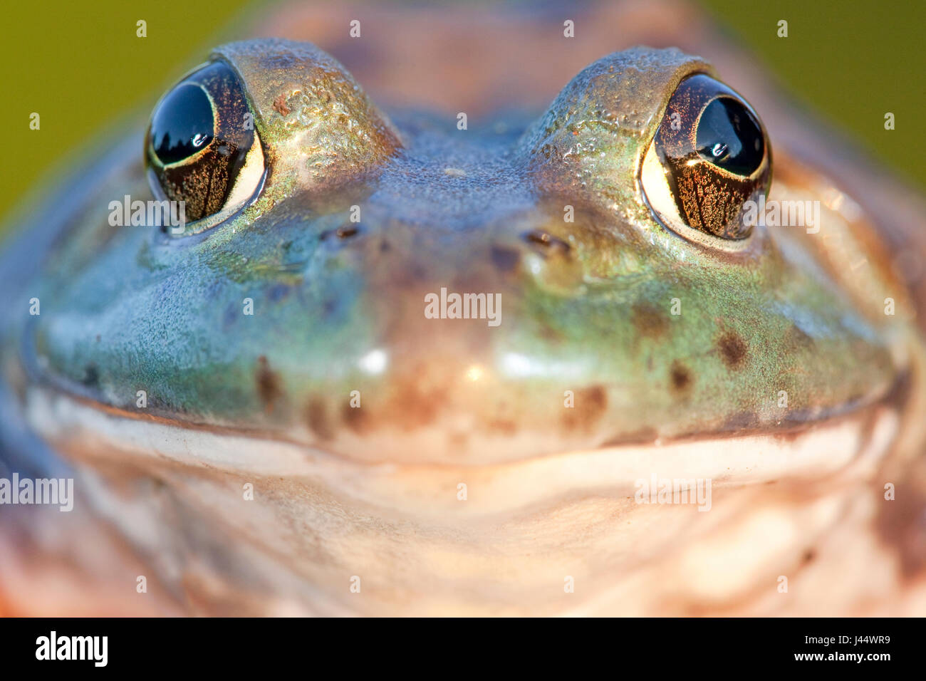 frontal portret of a North American Bullfrog Stock Photo