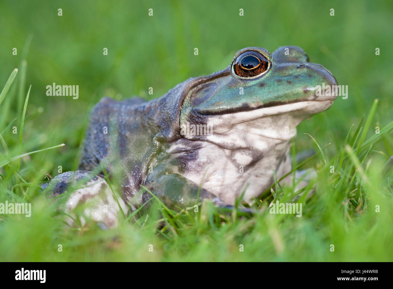 Foto van een Amerikaanse brulkikker zittend in het gras; photo of a North American Bullfrog sitting in green grass; Stock Photo