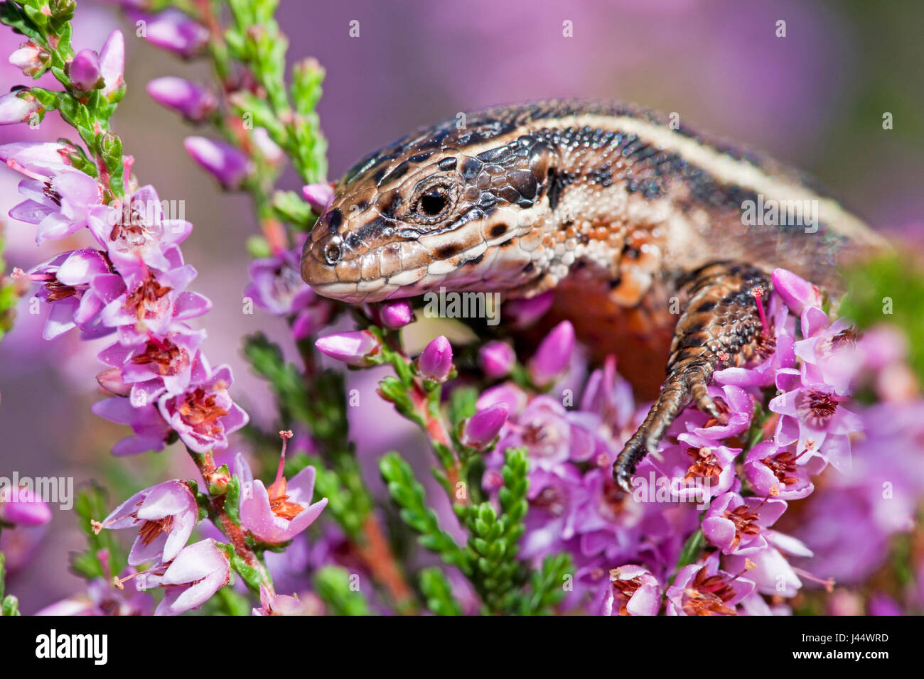 photo of a male common lizard basking on top of flowering heather Stock Photo