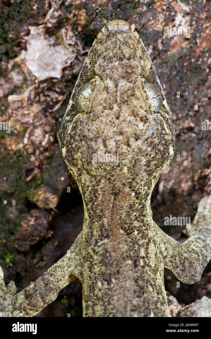 portrait of a turnip-tailed gecko Stock Photo - Alamy