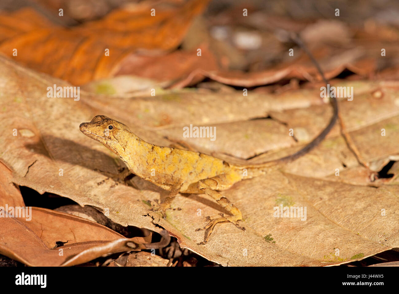 photo of a common forest anole on the forest floor Stock Photo