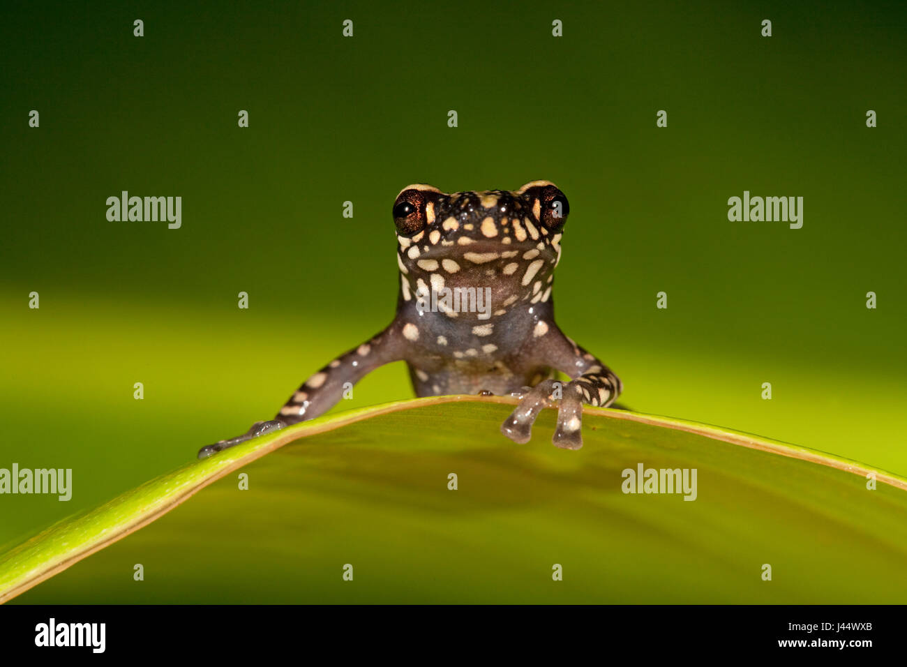 photo of a Tukeit hill frog resting on a green leaf against a green background Stock Photo