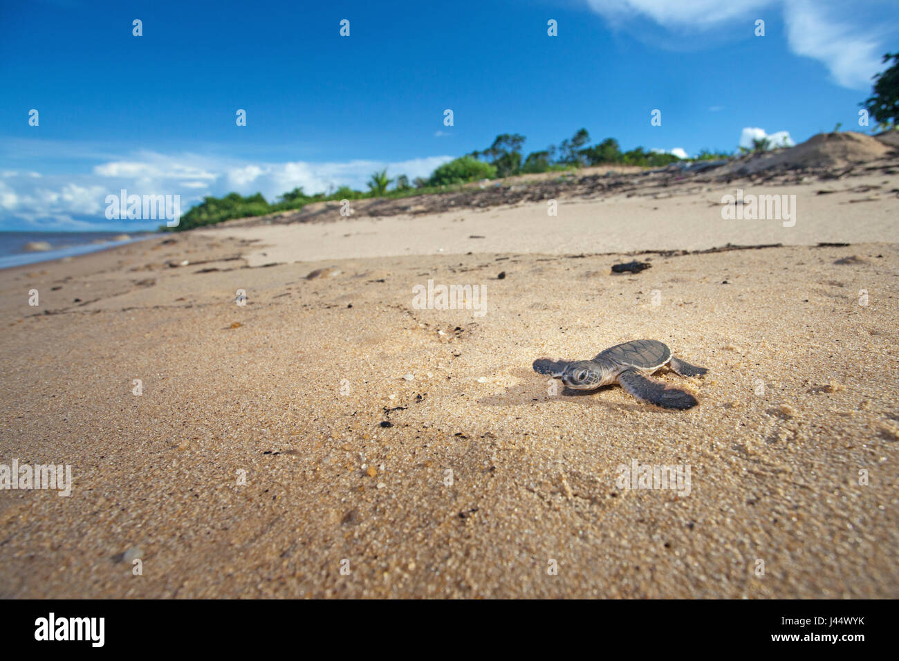 photo of a hatchling of a green turtle on its way to the sea Stock Photo