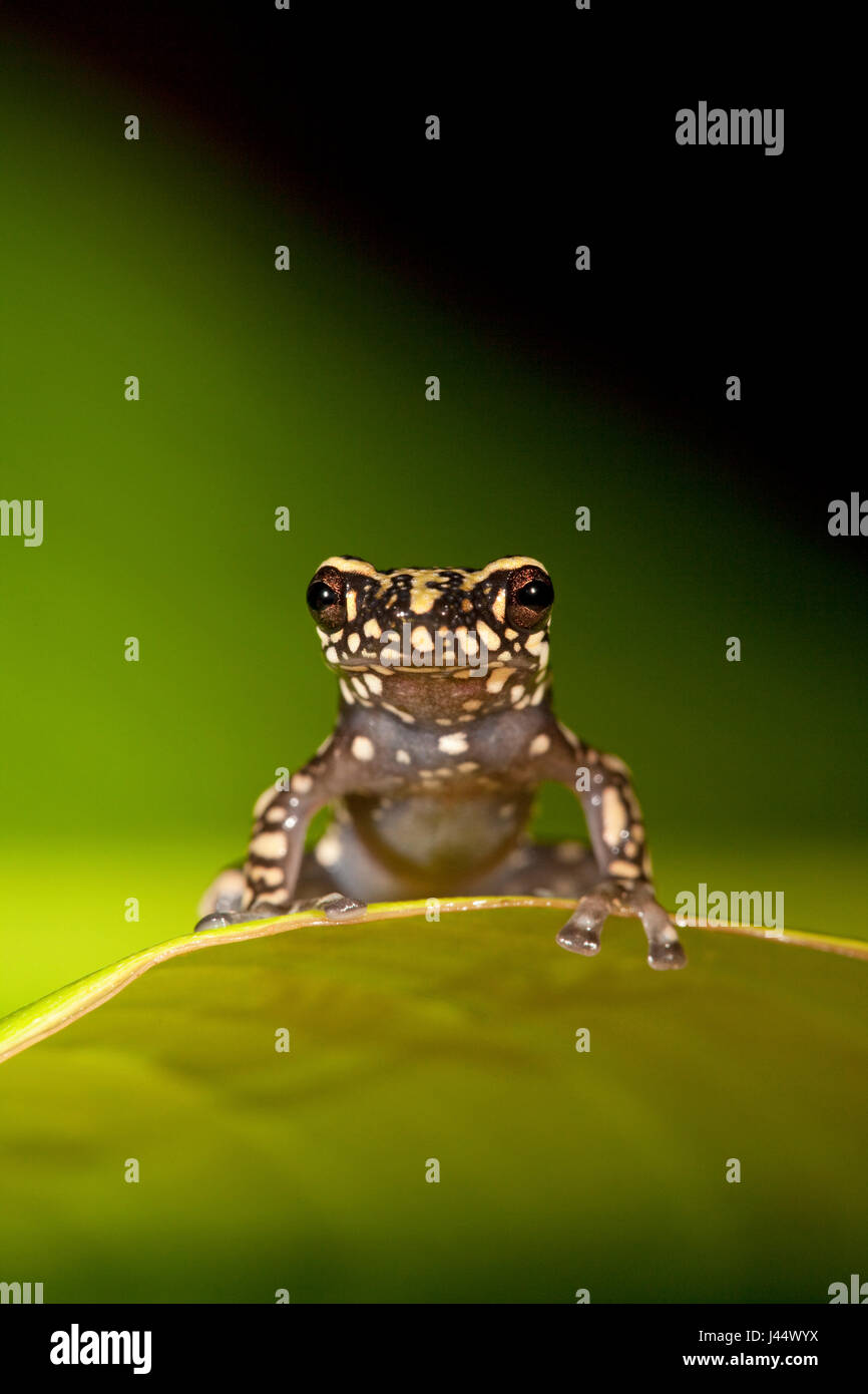 photo of a Tukeit hill frog resting on a green leaf against a green background Stock Photo