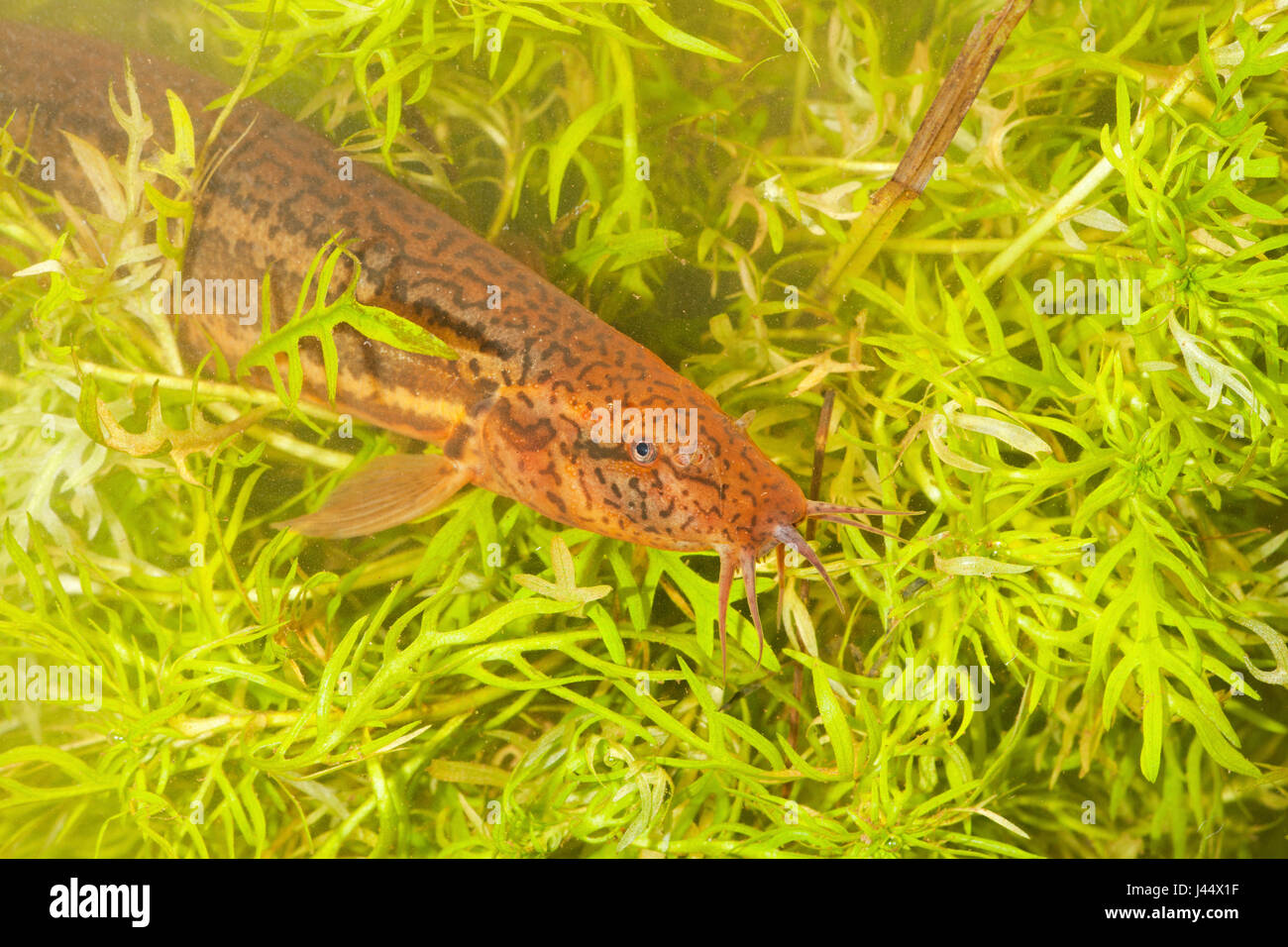 photo from above from a wheaterfish lying on featherfoil Stock Photo