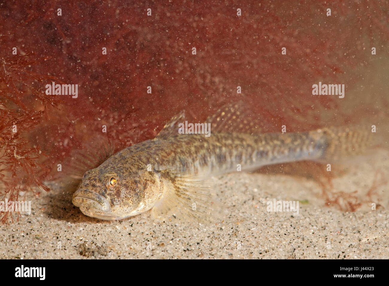 photo of a common goby on sand with red plants in the background Stock Photo