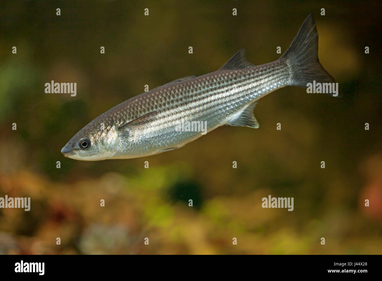photo of a swimming thicklip mullet against a colourful background Stock Photo