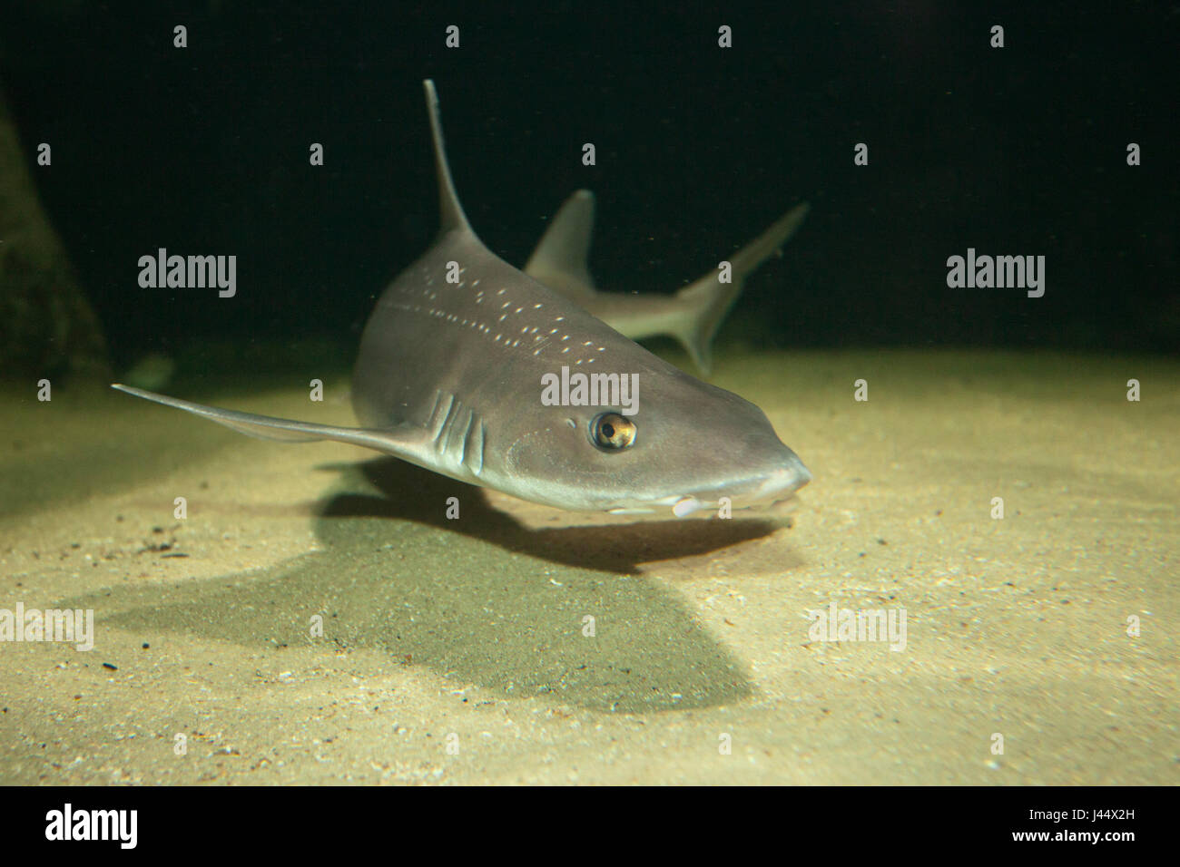 photoo of a starry smooth-hound swimming above a sandy bottom Stock Photo