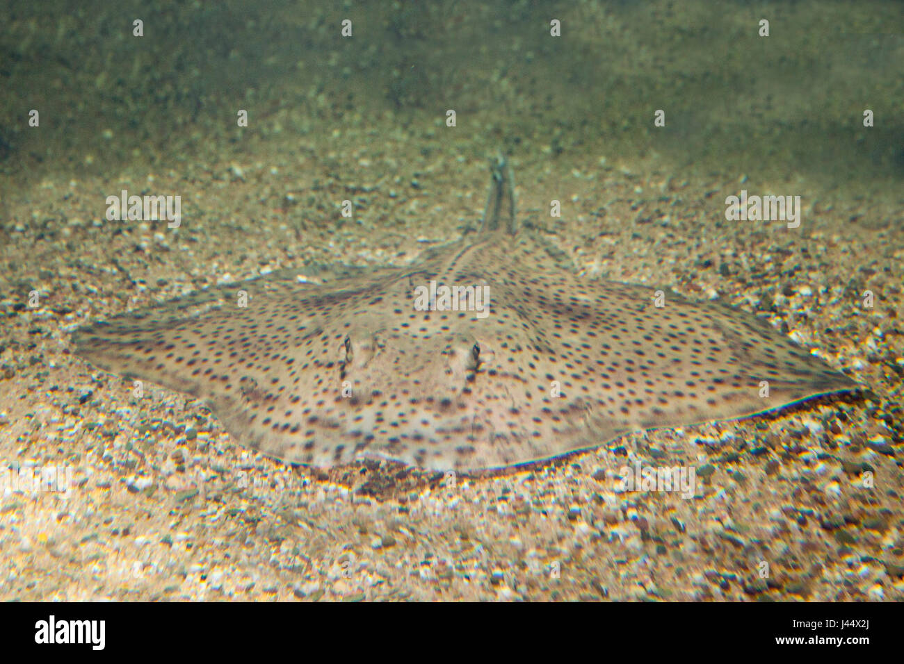 photo of a well camouflaged spotted ray Stock Photo