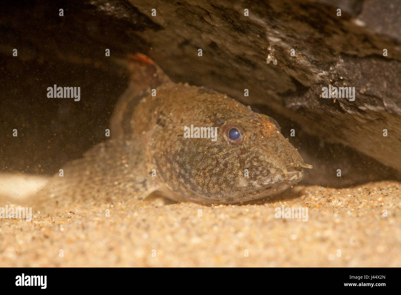 tubenose goby lying on sand Stock Photo