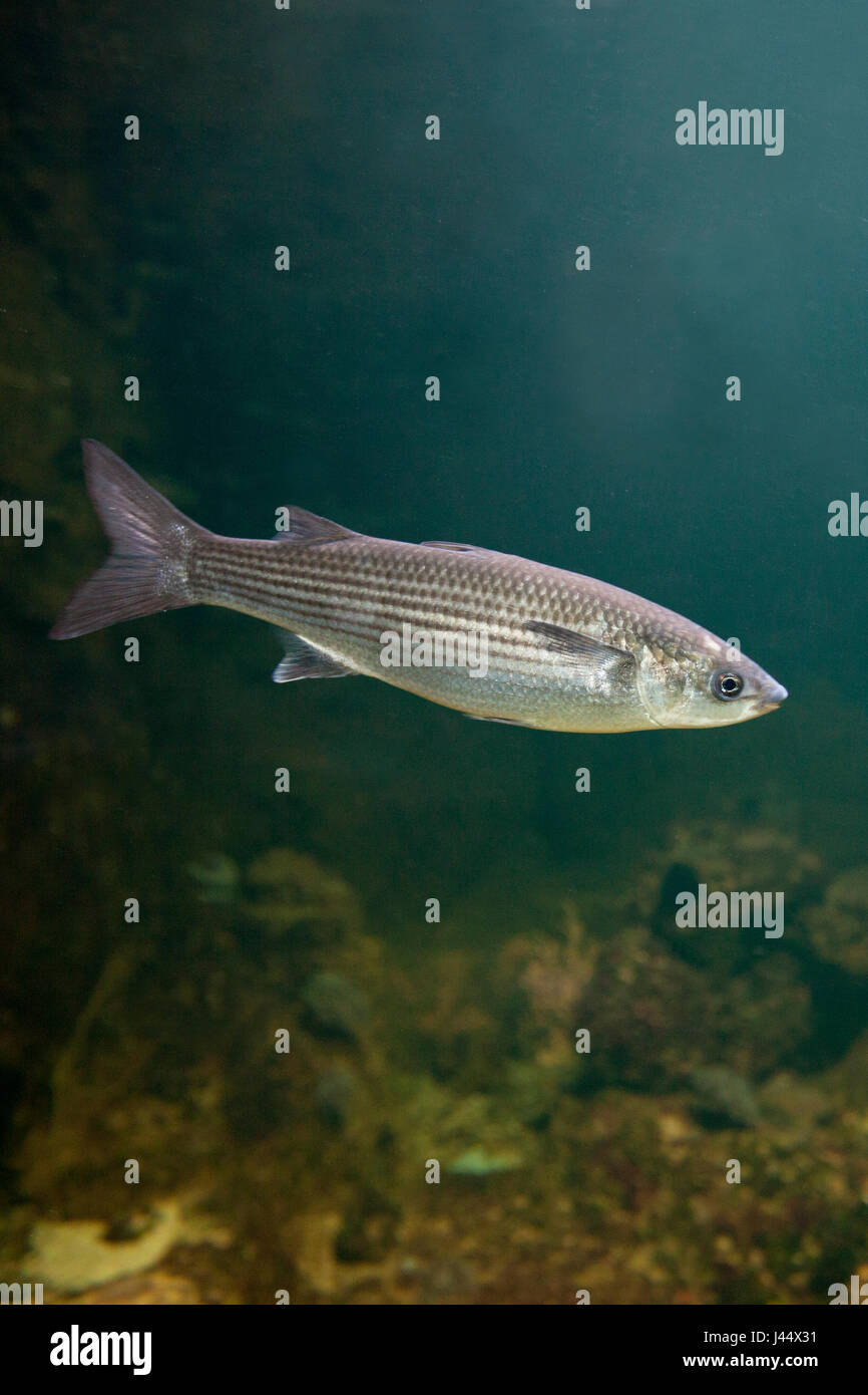 vertical photo of a swimming thicklip grey mullet against a blue background Stock Photo