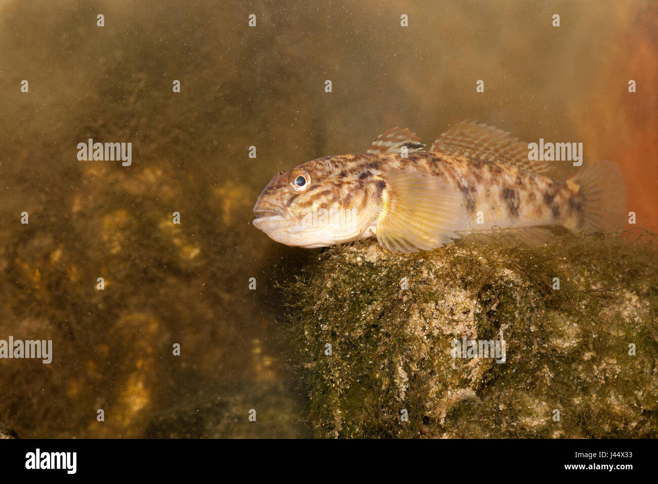 Round goby between rocks Stock Photo