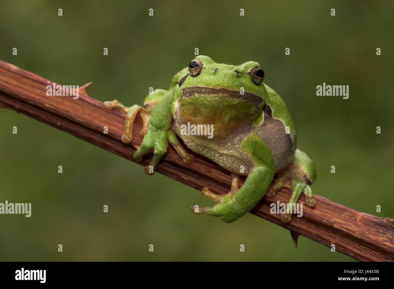 European tree frog posing on branch Stock Photo