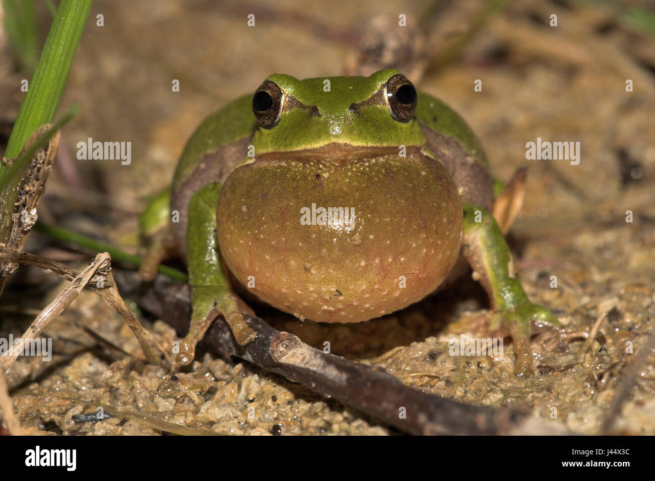 Calling European tree frog Stock Photo