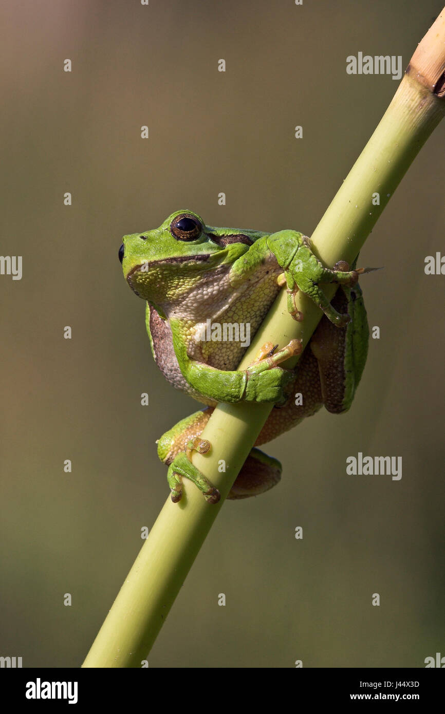 European tree frog posing on reed Stock Photo