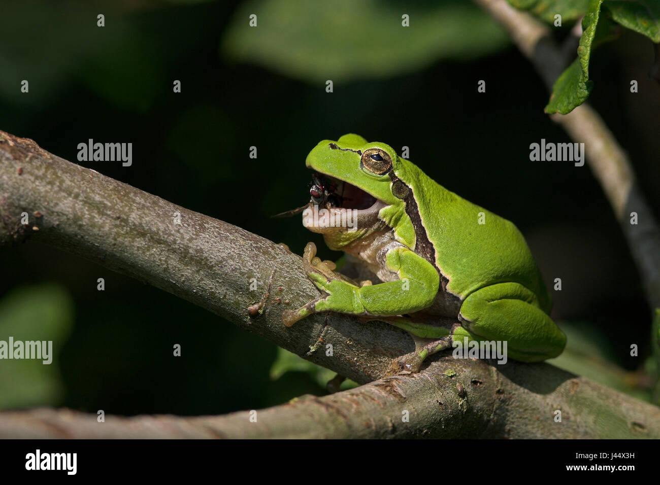 European tree frog eats fly Stock Photo
