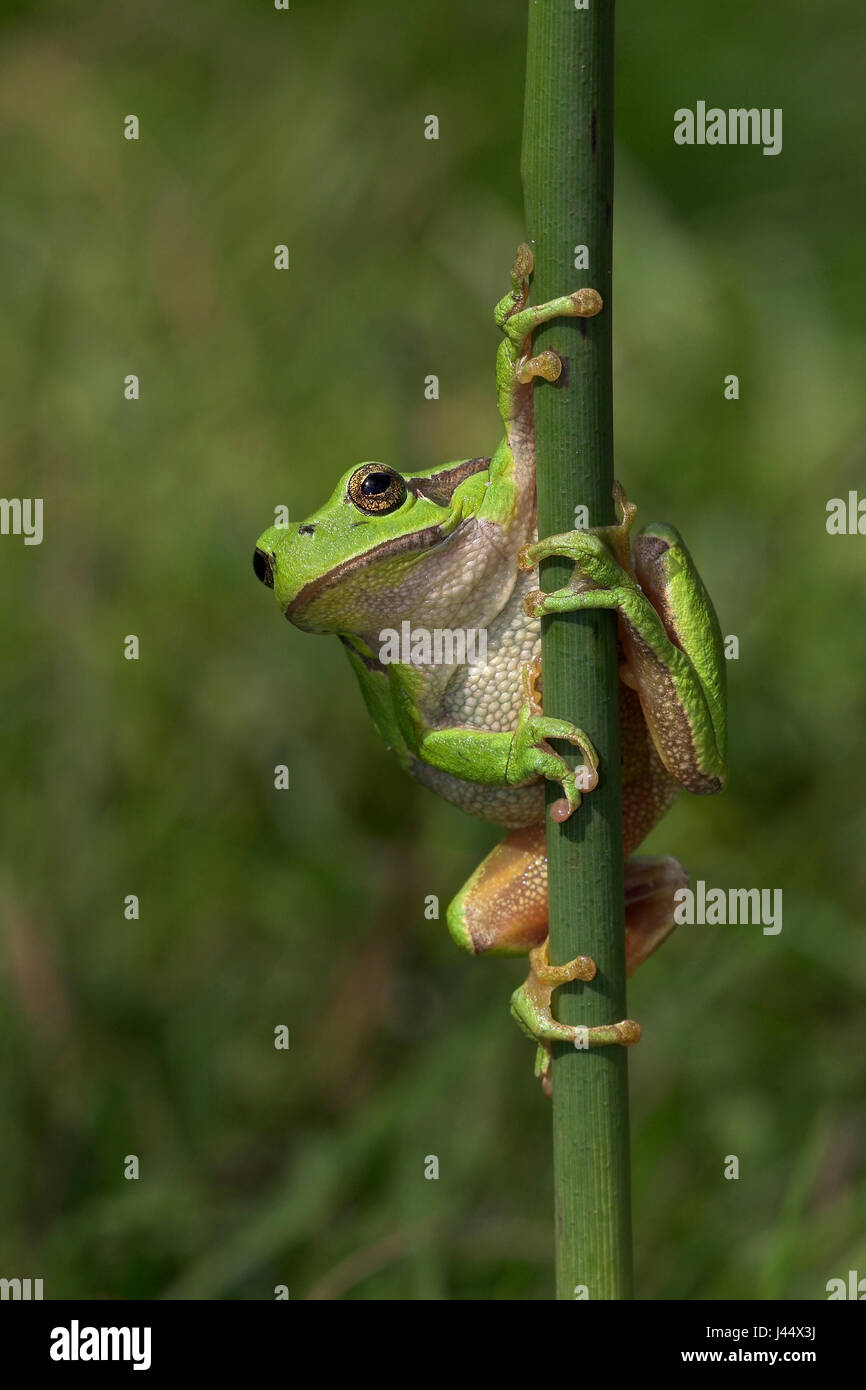 European tree frog on reed Stock Photo